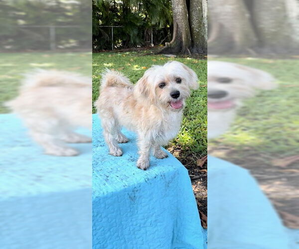 Medium Photo #22 Shih Tzu Puppy For Sale in Weston, FL, USA