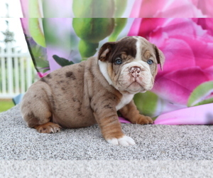 Bulldog Puppy for sale in SHILOH, OH, USA