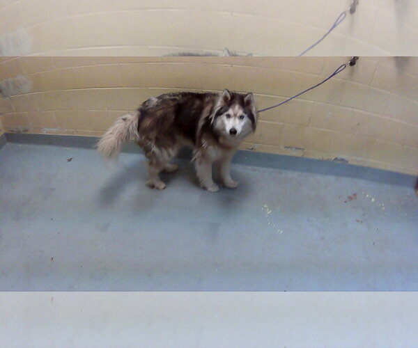 Medium Photo #1 Alaskan Malamute-Unknown Mix Puppy For Sale in Tulsa, OK, USA