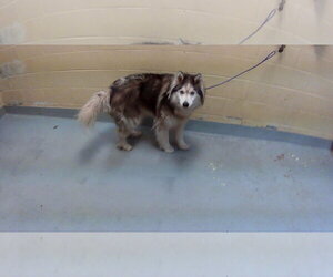 Alaskan Malamute-Unknown Mix Dogs for adoption in Tulsa, OK, USA