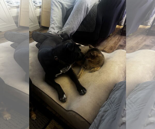 Medium Photo #4 Mutt Puppy For Sale in Fenton, MO, USA