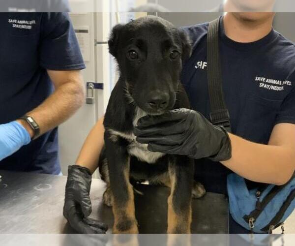 Medium Photo #1 German Shepherd Dog-Unknown Mix Puppy For Sale in Visalia, CA, USA