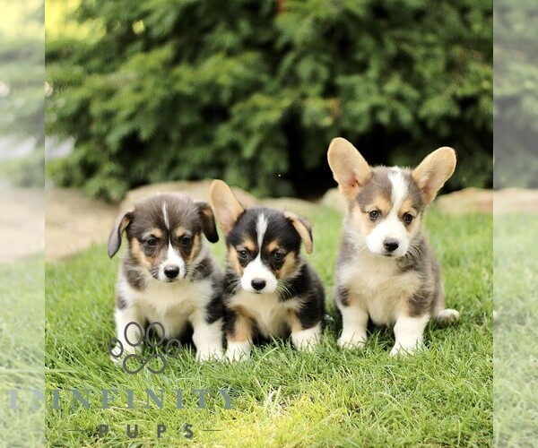 Medium Photo #2 Pembroke Welsh Corgi Puppy For Sale in ATGLEN, PA, USA