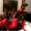 Small Photo #1 Manchester Terrier (Toy) Puppy For Sale in ROCK HILL, SC, USA