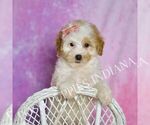 Small Photo #57 Poodle (Toy) Puppy For Sale in WARSAW, IN, USA
