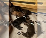 Small #6 Doberman Pinscher