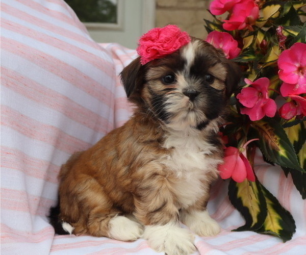 Medium Photo #3 Shih Tzu Puppy For Sale in THORP, WI, USA