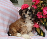 Small #2 Shih Tzu