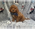 Small #1 Cavapoo