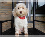 Small #3 Cockapoo