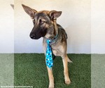Small #4 German Shepherd Dog Mix