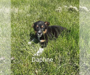 Chihuahua-Unknown Mix Dogs for adoption in MIDWAY, UT, USA