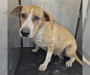 Mutt Dogs for adoption in San Antonio, TX, USA