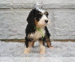 Small #2 Bernedoodle