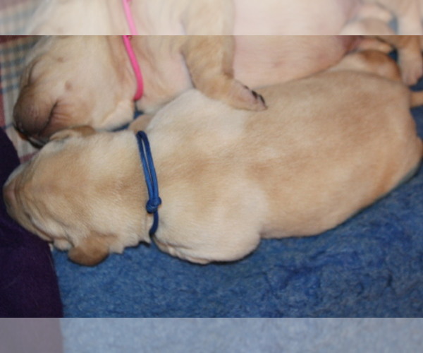 Medium Photo #4 Labrador Retriever Puppy For Sale in LOVELADY, TX, USA