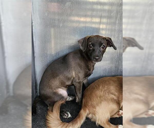 Medium Photo #1 Chihuahua Puppy For Sale in San Antonio, TX, USA