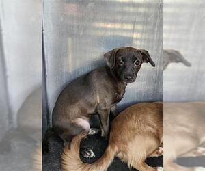 Chihuahua Dogs for adoption in San Antonio, TX, USA