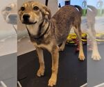 Small #2 Mutt