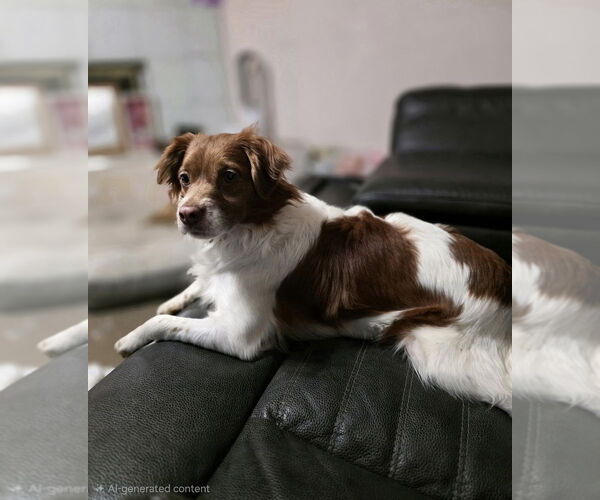 Medium Photo #1 Colonial Cocker Spaniel-Unknown Mix Puppy For Sale in Aurora, IN, USA