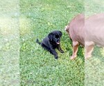 Puppy Midnight Labrador Retriever