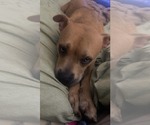 Small #4 American Pit Bull Terrier Mix