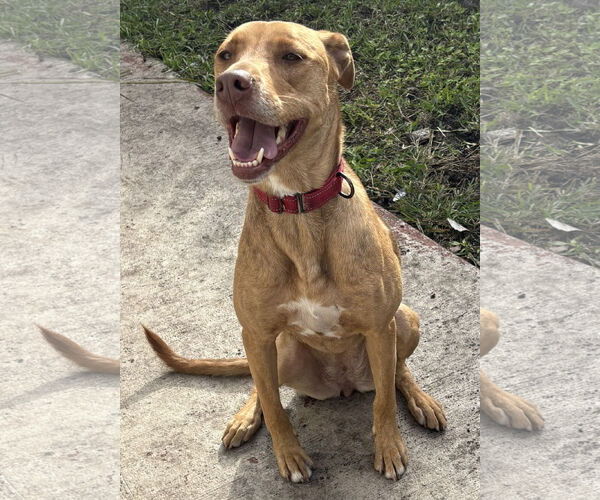 Medium Photo #3 Unknown-Vizsla Mix Puppy For Sale in Lighthouse Point, FL, USA
