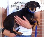 Small Photo #2 Chipin Puppy For Sale in Carrollton, TX, USA
