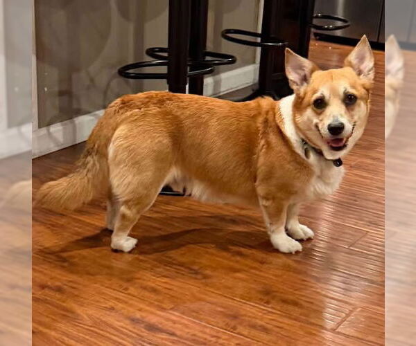 Medium Photo #1 Mutt Puppy For Sale in Denver , CO, USA