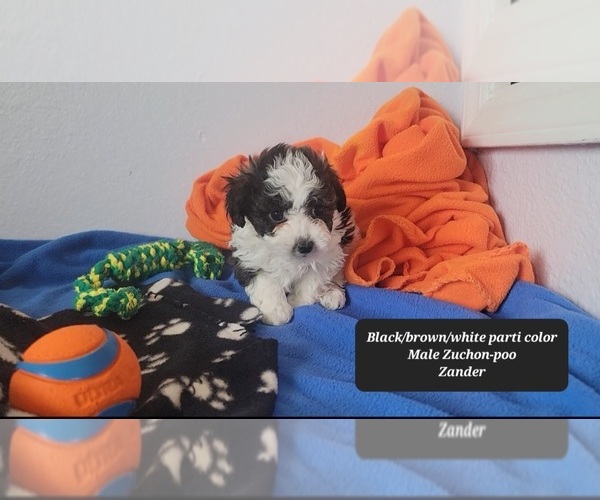 Medium Photo #3 Zuchon Puppy For Sale in TUCSON, AZ, USA