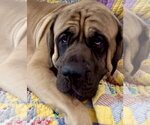 Small #7 Mastiff