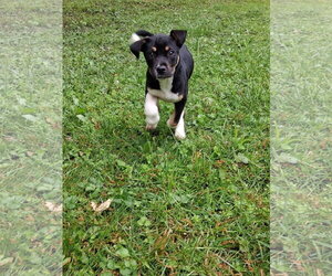 American Pit Bull Terrier-Labrador Retriever Mix Dogs for adoption in Germantown, OH, USA
