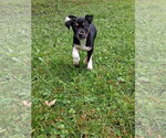 Small American Pit Bull Terrier-Labrador Retriever Mix