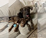 Small #12 Australian Shepherd Mix