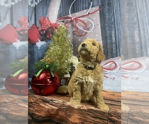 Medium Photo #11 Aussiedoodle Puppy For Sale in COMMERCE, MI, USA