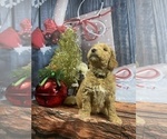 Small Photo #11 Aussiedoodle Puppy For Sale in COMMERCE, MI, USA