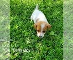 Small Photo #6 Jack Russell Terrier Puppy For Sale in PIONEER, LA, USA