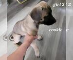 Small #1 Mutt