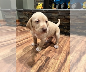 Labralas Puppy for sale in LAKEVILLE, MN, USA