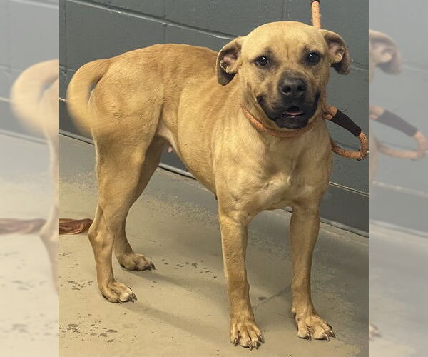 Medium Photo #1 Black Mouth Cur-Unknown Mix Puppy For Sale in Tallahassee, FL, USA