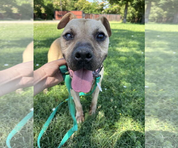 Medium Photo #3 American Pit Bull Terrier-Unknown Mix Puppy For Sale in Chico, CA, USA
