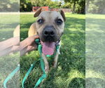 Small #2 American Pit Bull Terrier Mix