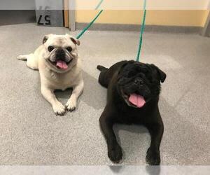 Pug Dogs for adoption in Orange, CA, USA