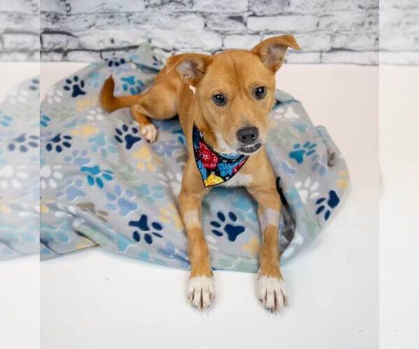Medium Photo #5 Mutt Puppy For Sale in Kennesaw, GA, USA