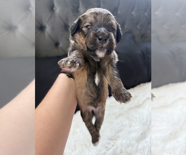 Medium Photo #147 Bernedoodle Puppy For Sale in BELMONT, NC, USA