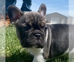 Small Photo #3 French Bulldog Puppy For Sale in SEYMOUR, MO, USA