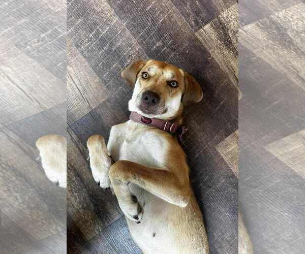 Medium Photo #15 Labrador Retriever-Redbone Coonhound Mix Puppy For Sale in Middlesex, VT, USA