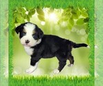 Puppy Maxine Bernese Mountain Dog
