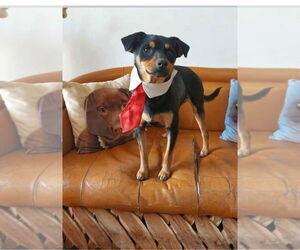 Chihuahua-Unknown Mix Dogs for adoption in Sandy, UT, USA