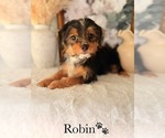 Small #8 Yorkshire Terrier