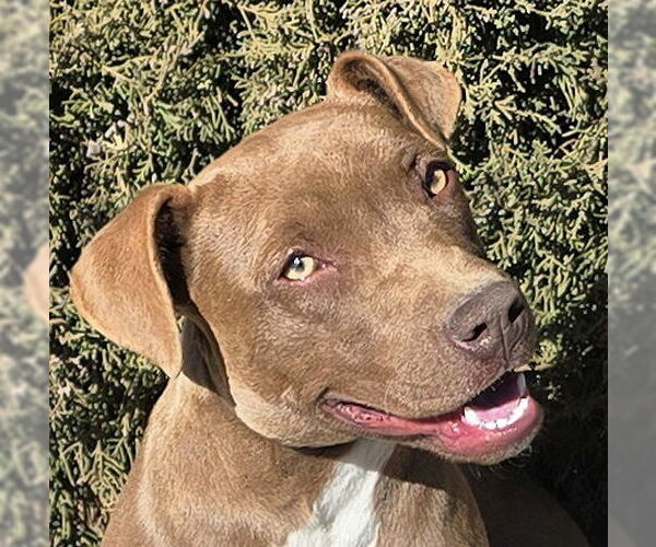Medium Photo #1 American Staffordshire Terrier Puppy For Sale in Albuquerque, NM, USA